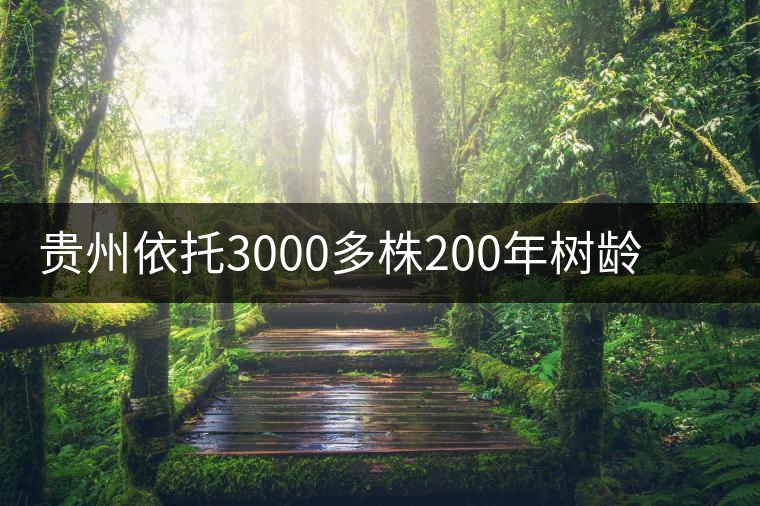 貴州依托3000多株200年樹齡茶樹揚“古茶之鄉(xiāng)”品牌