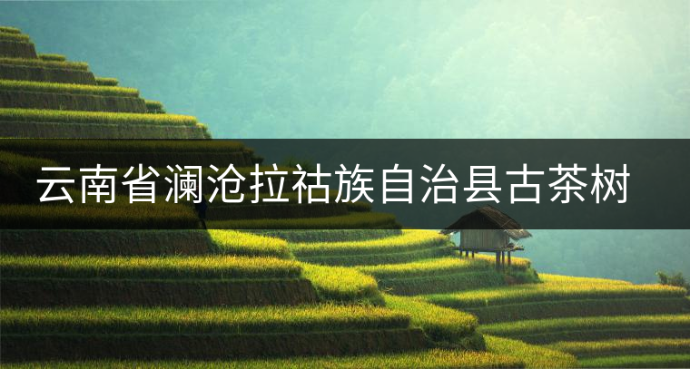 云南省瀾滄拉祜族自治縣古茶樹保護(hù)條例 云南省瀾滄拉祜族自治縣古茶樹保護(hù)條例