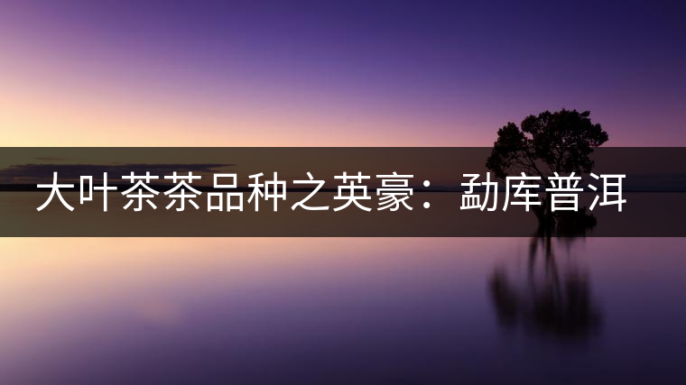 大葉茶茶品種之英豪：勐庫普洱茶