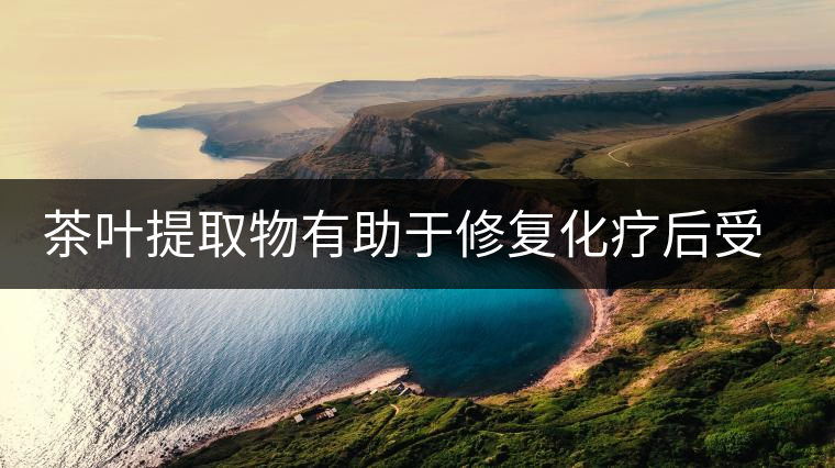 茶葉提取物有助于修復(fù)化療后受損肌膚 茶葉提取物有助于修復(fù)化療后受損肌膚