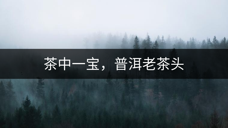 茶中一寶，普洱老茶頭