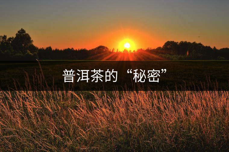 普洱茶的“秘密” 普洱茶的“秘密”