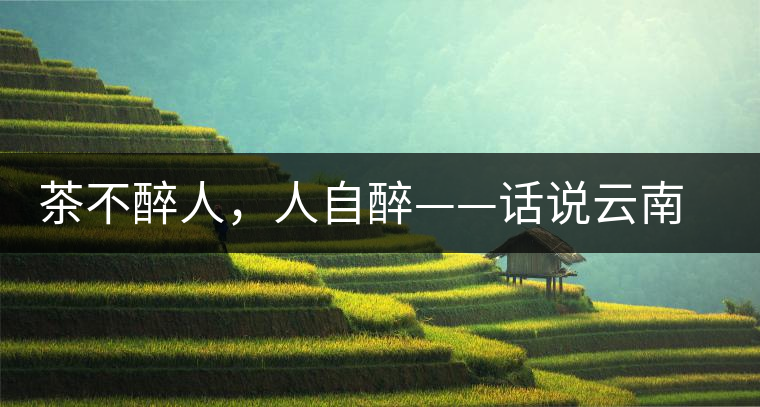 茶不醉人，人自醉——話說云南冰島普洱茶