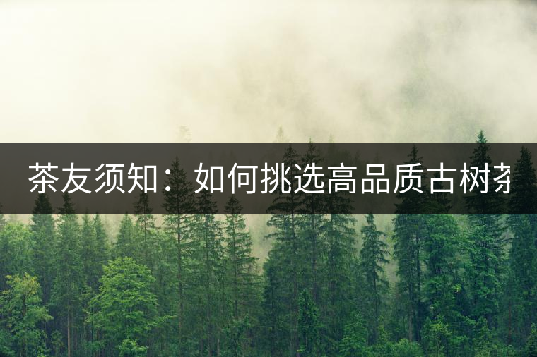 茶友須知：如何挑選高品質(zhì)古樹(shù)茶？