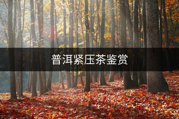 普洱緊壓茶鑒賞 普洱緊壓茶鑒賞