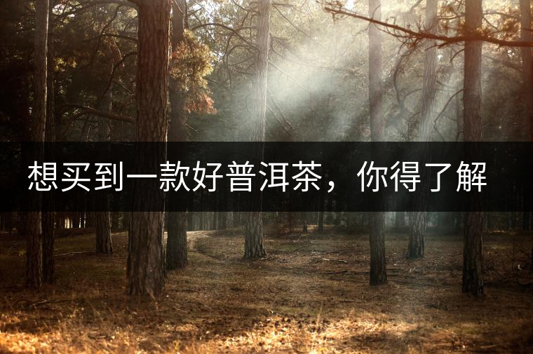 想買到一款好普洱茶，你得了解這些……