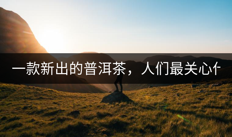 一款新出的普洱茶，人們最關心什么?