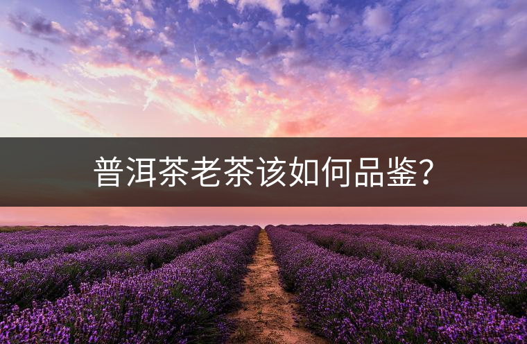 普洱茶老茶該如何品鑒？