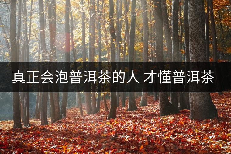 真正會泡普洱茶的人 才懂普洱茶的真諦 真正會泡普洱茶的人 才懂普洱茶的真諦