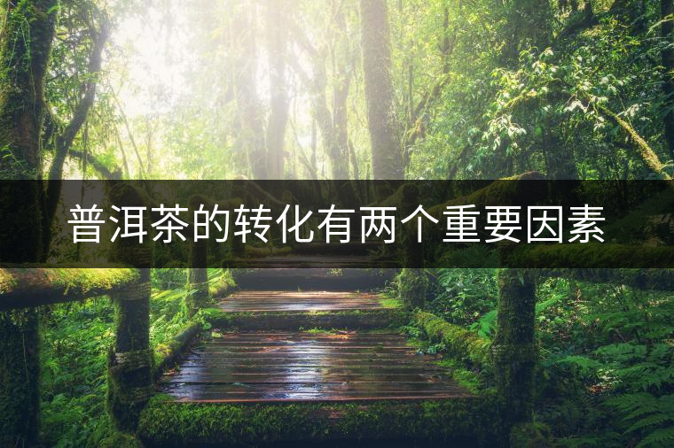 普洱茶的轉(zhuǎn)化有兩個重要因素