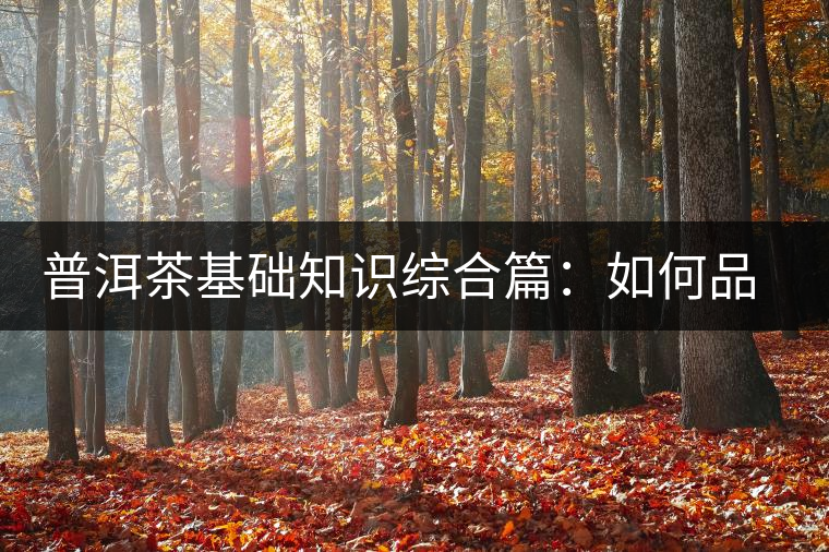 普洱茶基礎(chǔ)知識綜合篇：如何品鑒普洱茶？