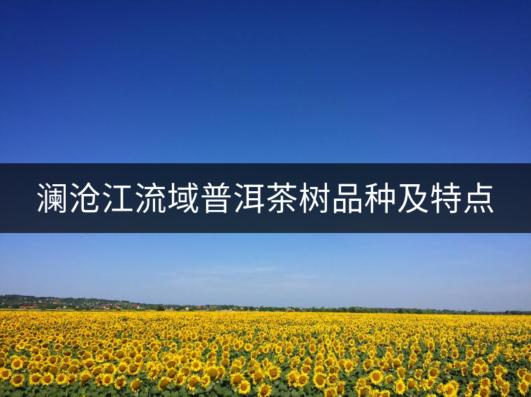 瀾滄江流域普洱茶樹品種及特點(diǎn) 瀾滄江流域普洱茶樹品種及特點(diǎn)