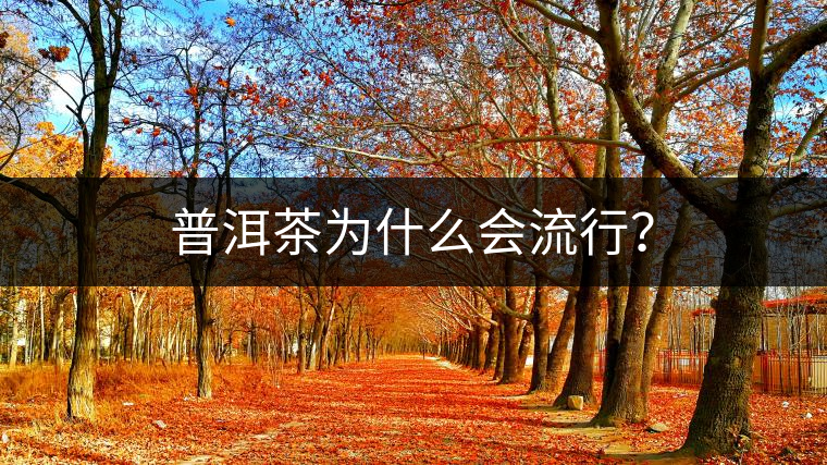 普洱茶為什么會流行？