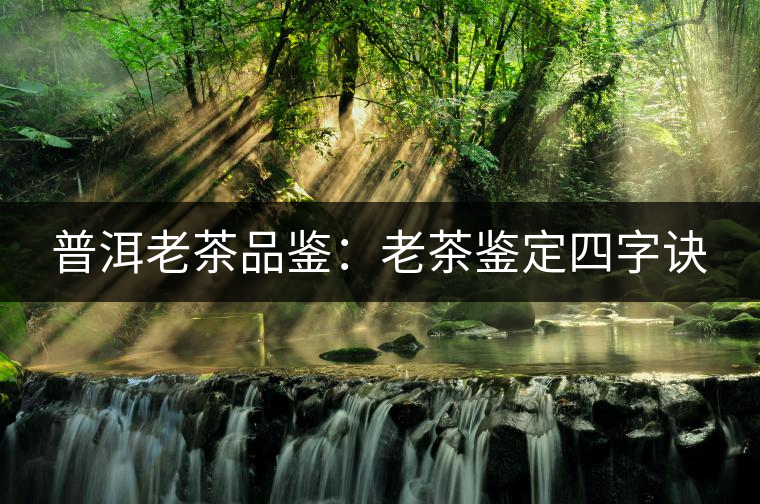 普洱老茶品鑒:老茶鑒定四字訣 普洱老茶品鑒:老茶鑒定四字訣