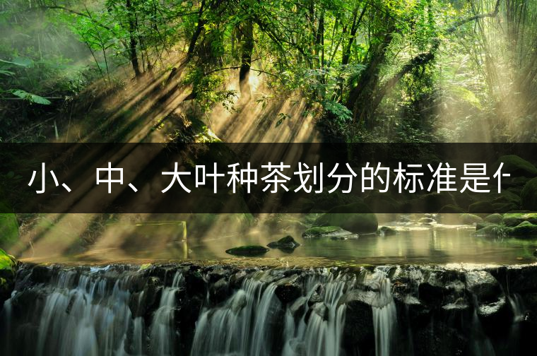 小、中、大葉種茶劃分的標(biāo)準(zhǔn)是什么？