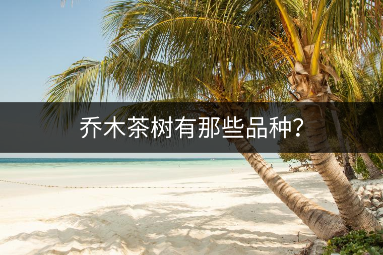 喬木茶樹有那些品種？