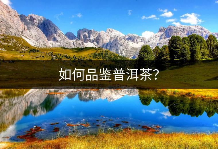 如何品鑒普洱茶？
