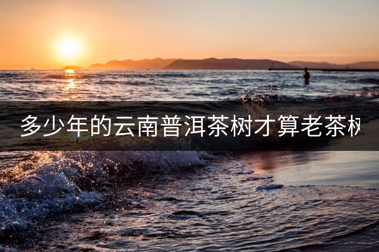 多少年的云南普洱茶樹才算老茶樹? 多少年的云南普洱茶樹才算老茶樹?