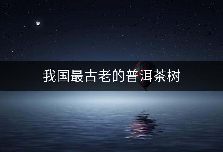我國(guó)最古老的普洱茶樹 我國(guó)最古老的普洱茶樹