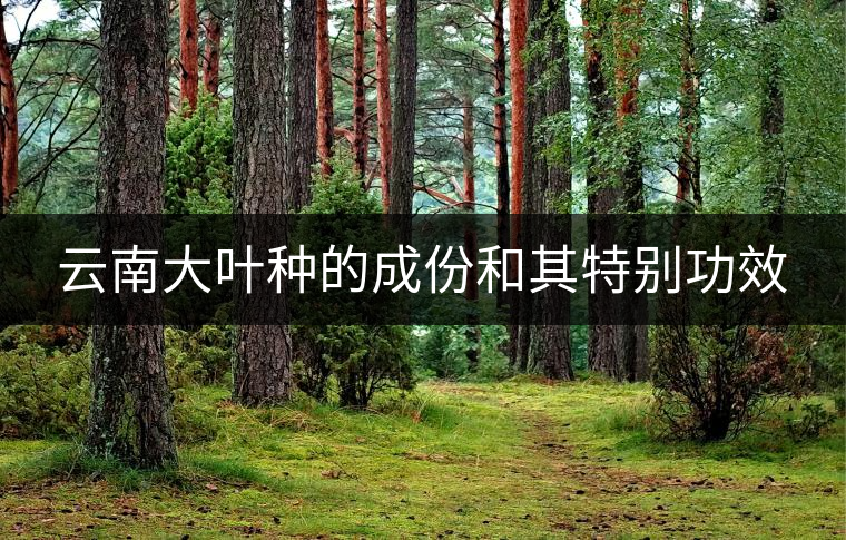 云南大葉種的成份和其特別功效