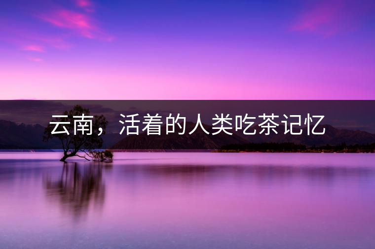 云南，活著的人類吃茶記憶