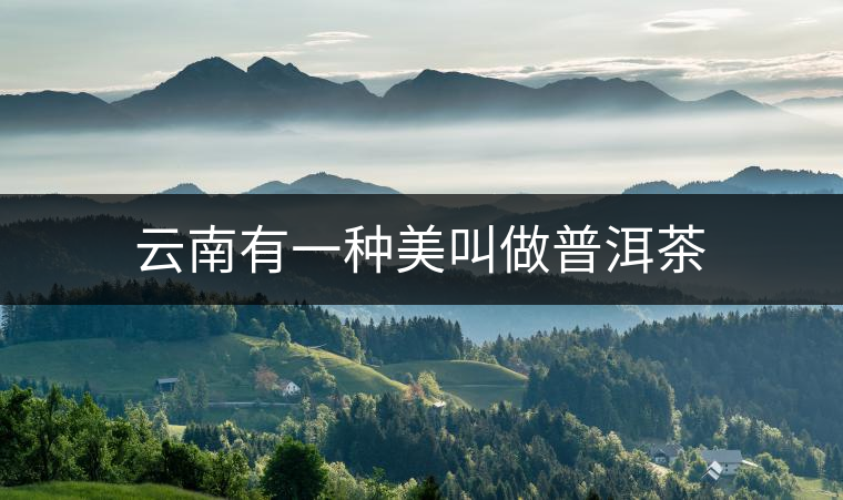 云南有一種美叫做普洱茶 云南有一種美叫做普洱茶