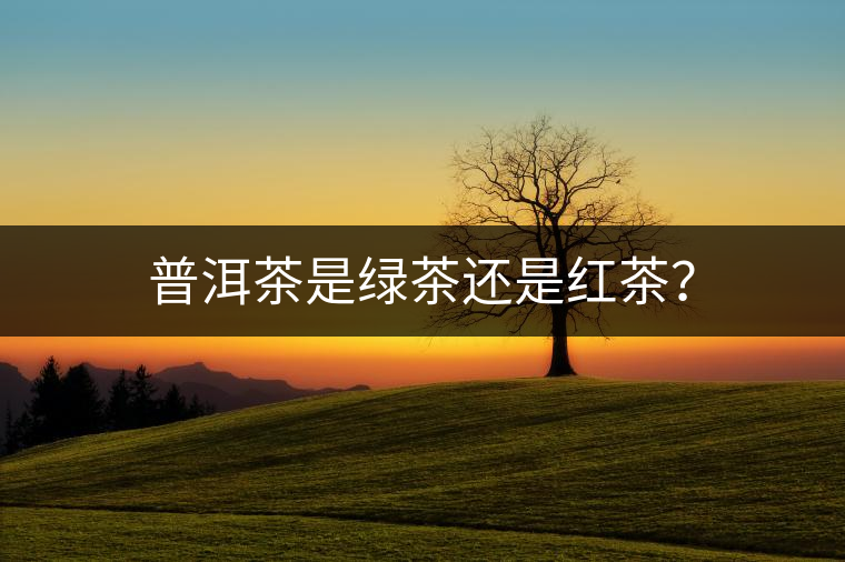 普洱茶是綠茶還是紅茶？