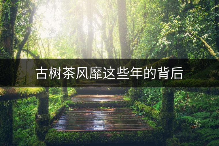 古樹茶風(fēng)靡這些年的背后