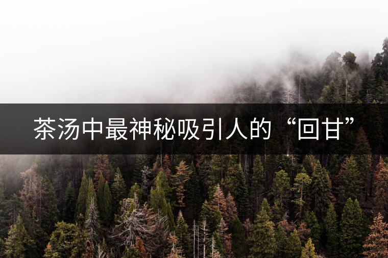 茶湯中最神秘吸引人的“回甘” 茶湯中最神秘吸引人的“回甘”