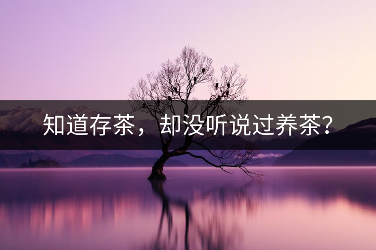 知道存茶，卻沒(méi)聽(tīng)說(shuō)過(guò)養(yǎng)茶？