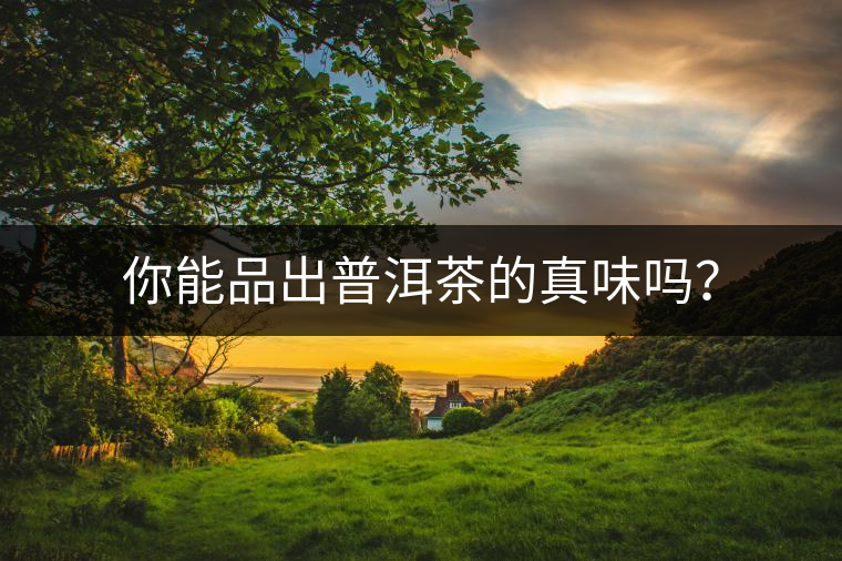 你能品出普洱茶的真味嗎？