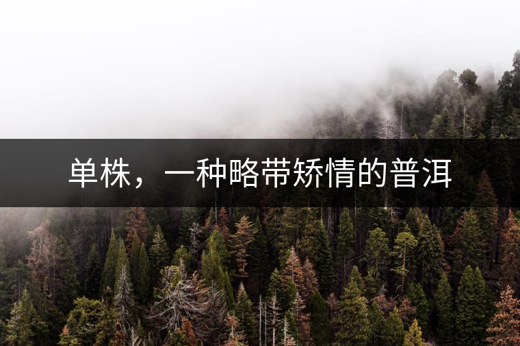 單株，一種略帶矯情的普洱