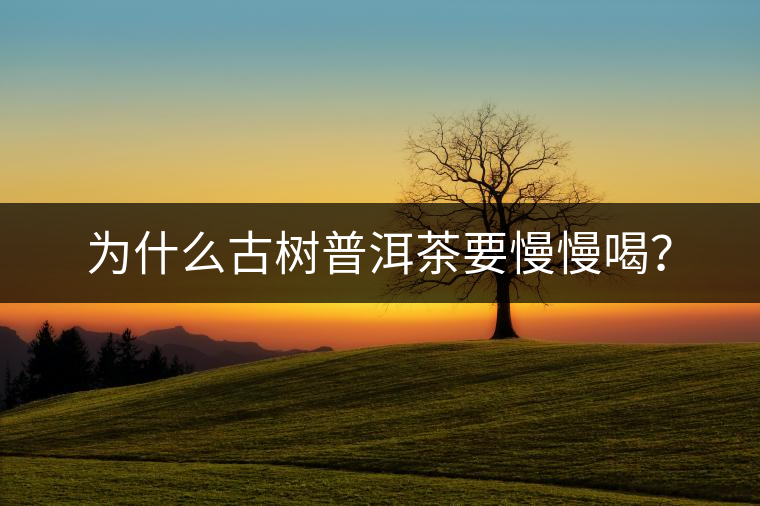 為什么古樹普洱茶要慢慢喝？