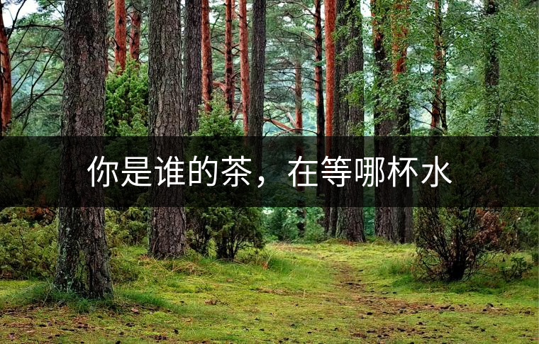 你是誰的茶，在等哪杯水