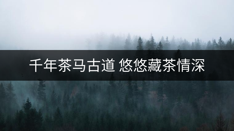 千年茶馬古道 悠悠藏茶情深 千年茶馬古道 悠悠藏茶情深