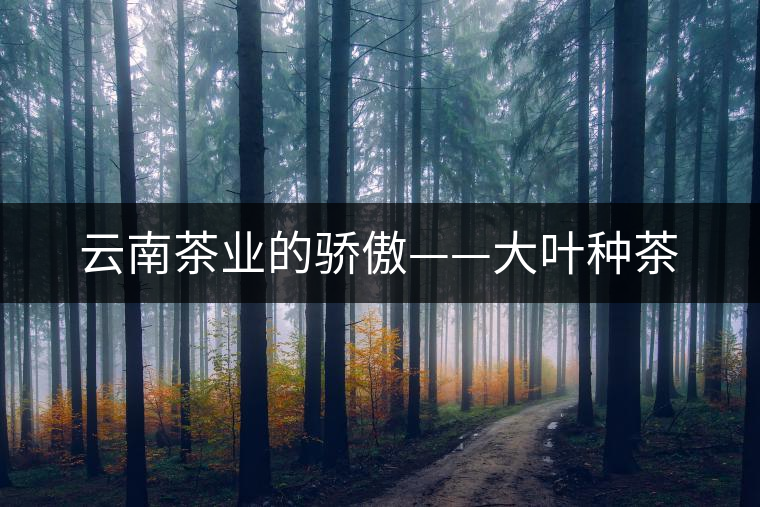 云南茶業(yè)的驕傲——大葉種茶 云南茶業(yè)的驕傲——大葉種茶