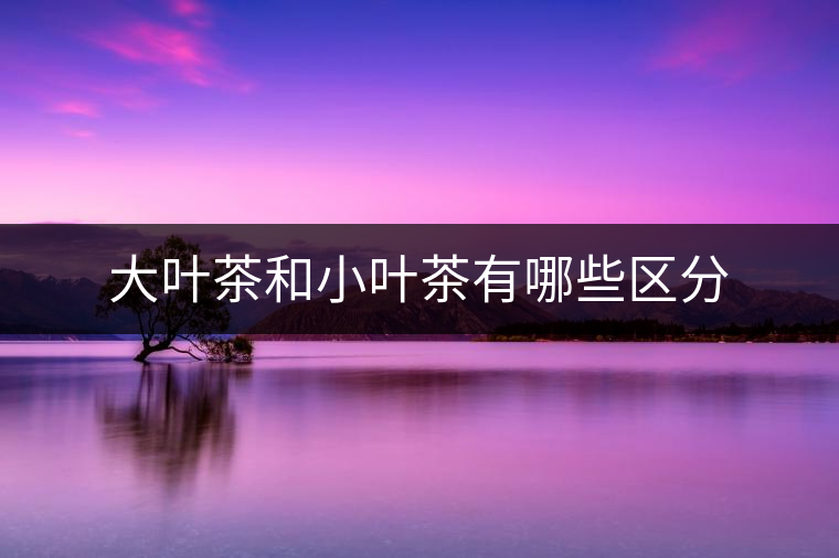 大葉茶和小葉茶有哪些區(qū)分 大葉茶和小葉茶有哪些區(qū)分