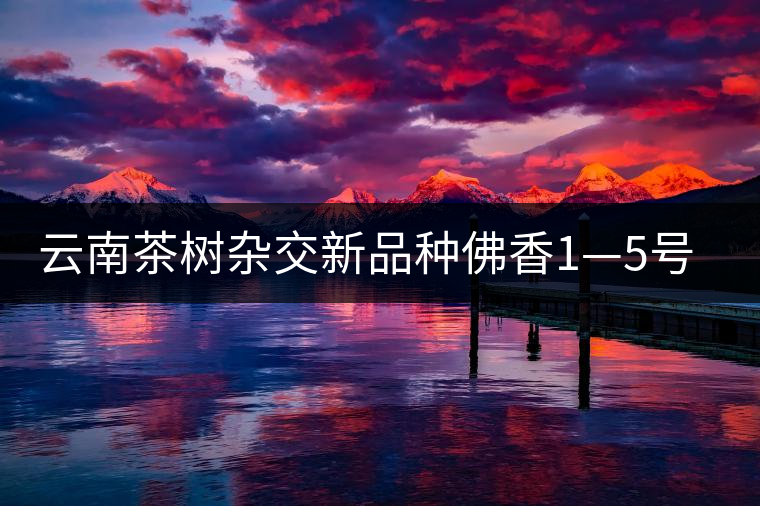 云南茶樹雜交新品種佛香1—5號(hào)介紹