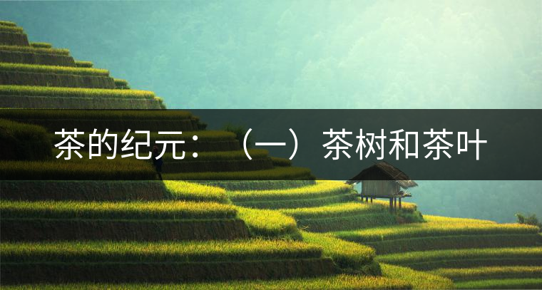 茶的紀(jì)元:(一)茶樹和茶葉 茶的紀(jì)元:(一)茶樹和茶葉