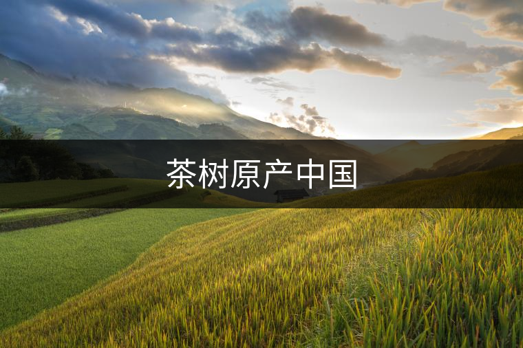茶樹(shù)原產(chǎn)中國(guó) 茶樹(shù)原產(chǎn)中國(guó)
