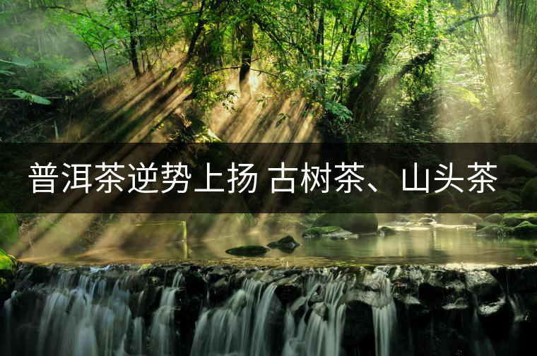 普洱茶逆勢上揚(yáng) 古樹茶、山頭茶遭“熱捧”