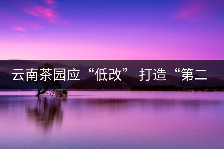 云南茶園應“低改” 打造“第二個景邁山” 云南茶園應“低改” 打造“第二個景邁山”