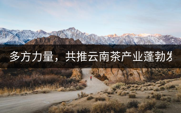 多方力量，共推云南茶產(chǎn)業(yè)蓬勃發(fā)展！