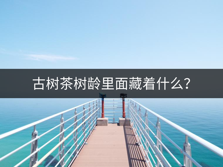 古樹茶樹齡里面藏著什么？