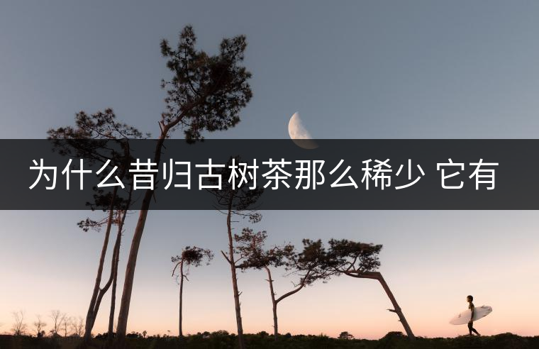 為什么昔歸古樹茶那么稀少 它有什么特點(diǎn)？