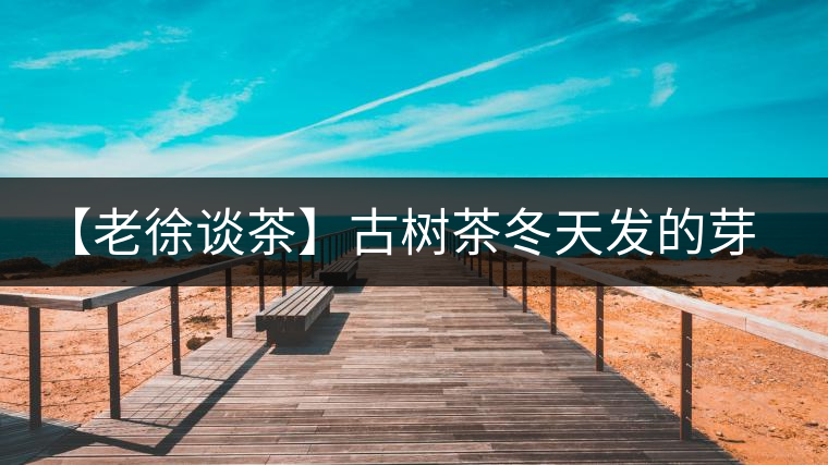 【老徐談茶】古樹茶冬天發(fā)的芽稱為冬茶？滋味如何呢？