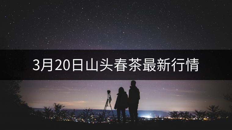 3月20日山頭春茶最新行情 3月20日山頭春茶最新行情