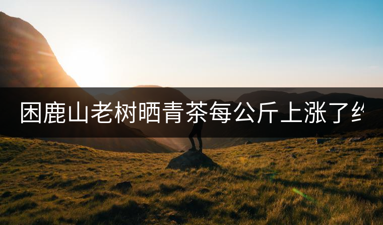 困鹿山老樹(shù)曬青茶每公斤上漲了約1000元 困鹿山老樹(shù)曬青茶每公斤上漲了約1000元