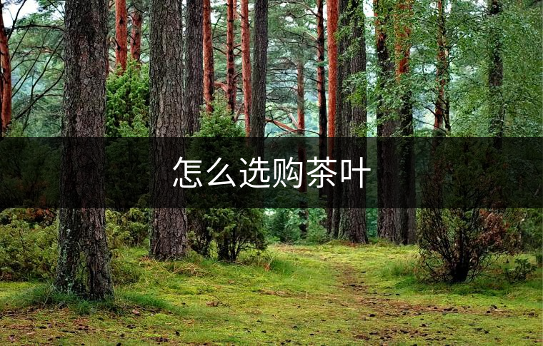 怎么選購茶葉