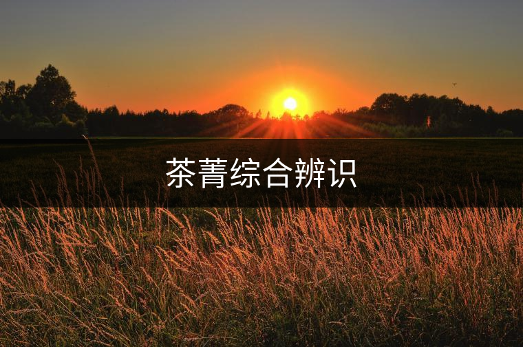 茶菁綜合辨識(shí) 茶菁綜合辨識(shí)